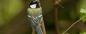 Preview wallpaper chickadee, bird, branch, wildlife, blur, yellow
