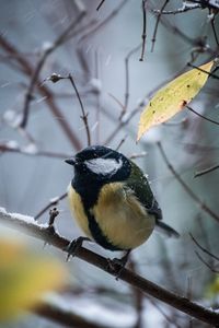 Preview wallpaper chickadee, bird, branches, snow, winter