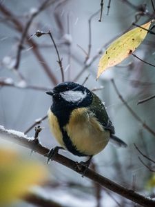 Preview wallpaper chickadee, bird, branches, snow, winter