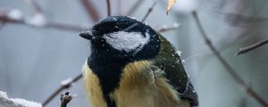 Preview wallpaper chickadee, bird, branches, snow, winter