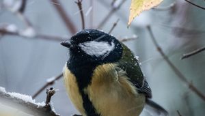 Preview wallpaper chickadee, bird, branches, snow, winter