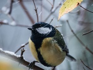 Preview wallpaper chickadee, bird, branches, snow, winter