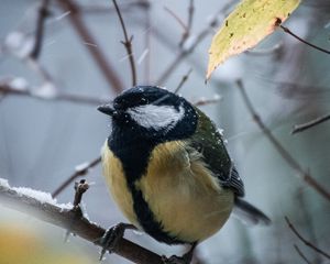 Preview wallpaper chickadee, bird, branches, snow, winter