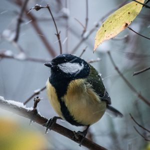 Preview wallpaper chickadee, bird, branches, snow, winter