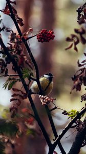 Preview wallpaper chickadee, bird, branches, rowan, berries