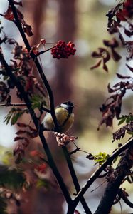Preview wallpaper chickadee, bird, branches, rowan, berries
