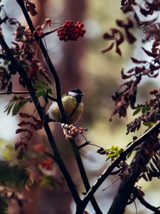 Preview wallpaper chickadee, bird, branches, rowan, berries