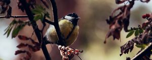 Preview wallpaper chickadee, bird, branches, rowan, berries