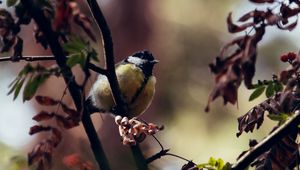 Preview wallpaper chickadee, bird, branches, rowan, berries