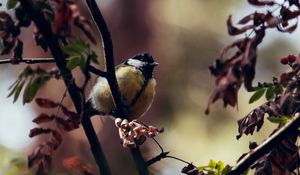 Preview wallpaper chickadee, bird, branches, rowan, berries