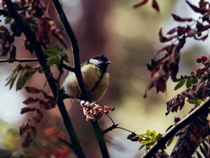 Preview wallpaper chickadee, bird, branches, rowan, berries