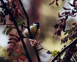 Preview wallpaper chickadee, bird, branches, rowan, berries