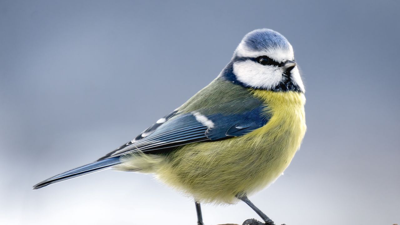 Wallpaper chickadee, bird, feathers, macro