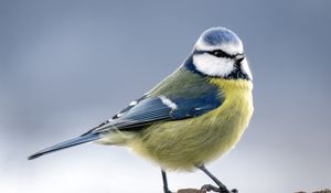 Preview wallpaper chickadee, bird, feathers, macro