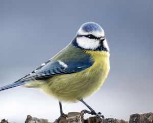 Preview wallpaper chickadee, bird, feathers, macro