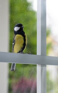 Preview wallpaper chickadee, bird, glance, window