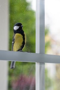 Preview wallpaper chickadee, bird, glance, window