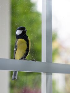 Preview wallpaper chickadee, bird, glance, window