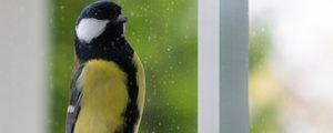 Preview wallpaper chickadee, bird, glance, window