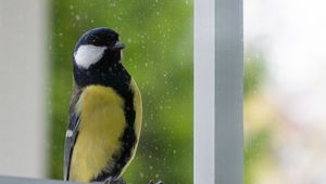 Preview wallpaper chickadee, bird, glance, window