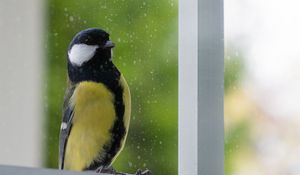 Preview wallpaper chickadee, bird, glance, window