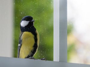 Preview wallpaper chickadee, bird, glance, window