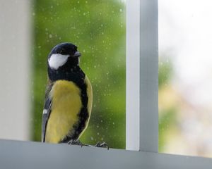 Preview wallpaper chickadee, bird, glance, window