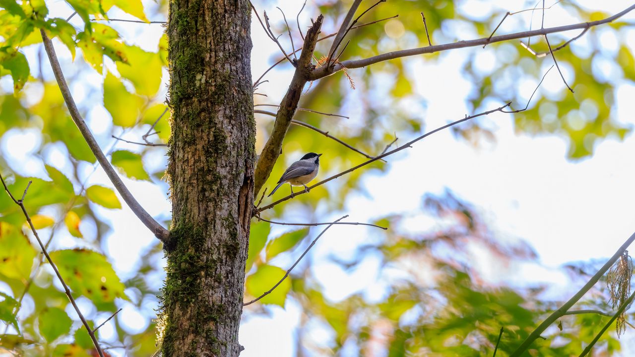 Wallpaper chickadee, bird, tree, wildlife