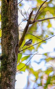 Preview wallpaper chickadee, bird, tree, wildlife