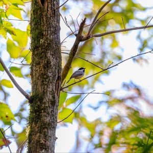 Preview wallpaper chickadee, bird, tree, wildlife