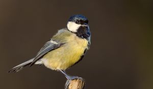 Preview wallpaper chickadee, bird, wildlife, log, blur