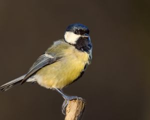 Preview wallpaper chickadee, bird, wildlife, log, blur