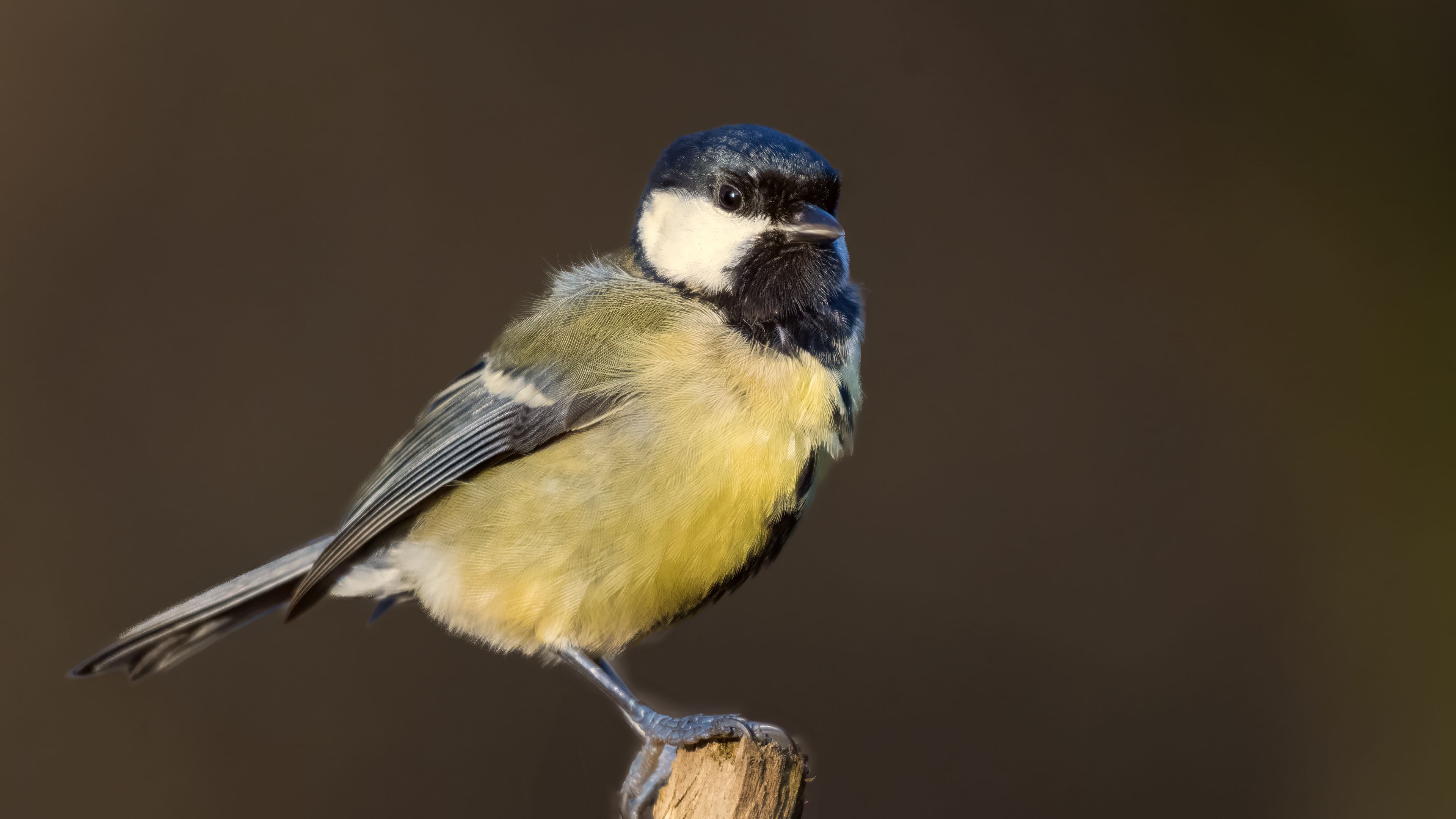 Download Wallpaper 3840x2160 Chickadee, Bird, Wildlife, Log, Blur 4k 