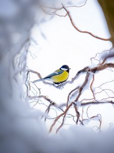 Preview wallpaper chickadee, branch, snow, bird, yellow, sits, winter