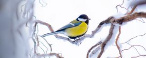 Preview wallpaper chickadee, branch, snow, bird, yellow, sits, winter