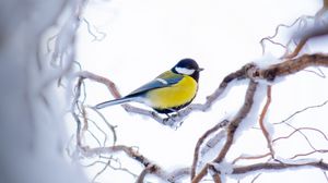 Preview wallpaper chickadee, branch, snow, bird, yellow, sits, winter