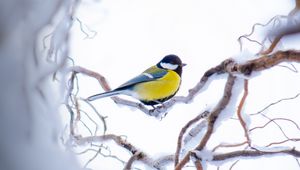 Preview wallpaper chickadee, branch, snow, bird, yellow, sits, winter