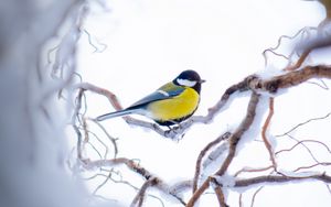Preview wallpaper chickadee, branch, snow, bird, yellow, sits, winter