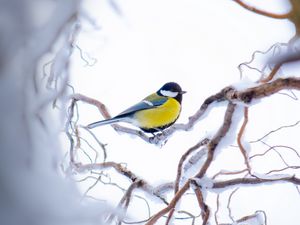 Preview wallpaper chickadee, branch, snow, bird, yellow, sits, winter