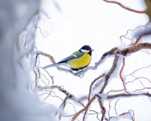 Preview wallpaper chickadee, branch, snow, bird, yellow, sits, winter