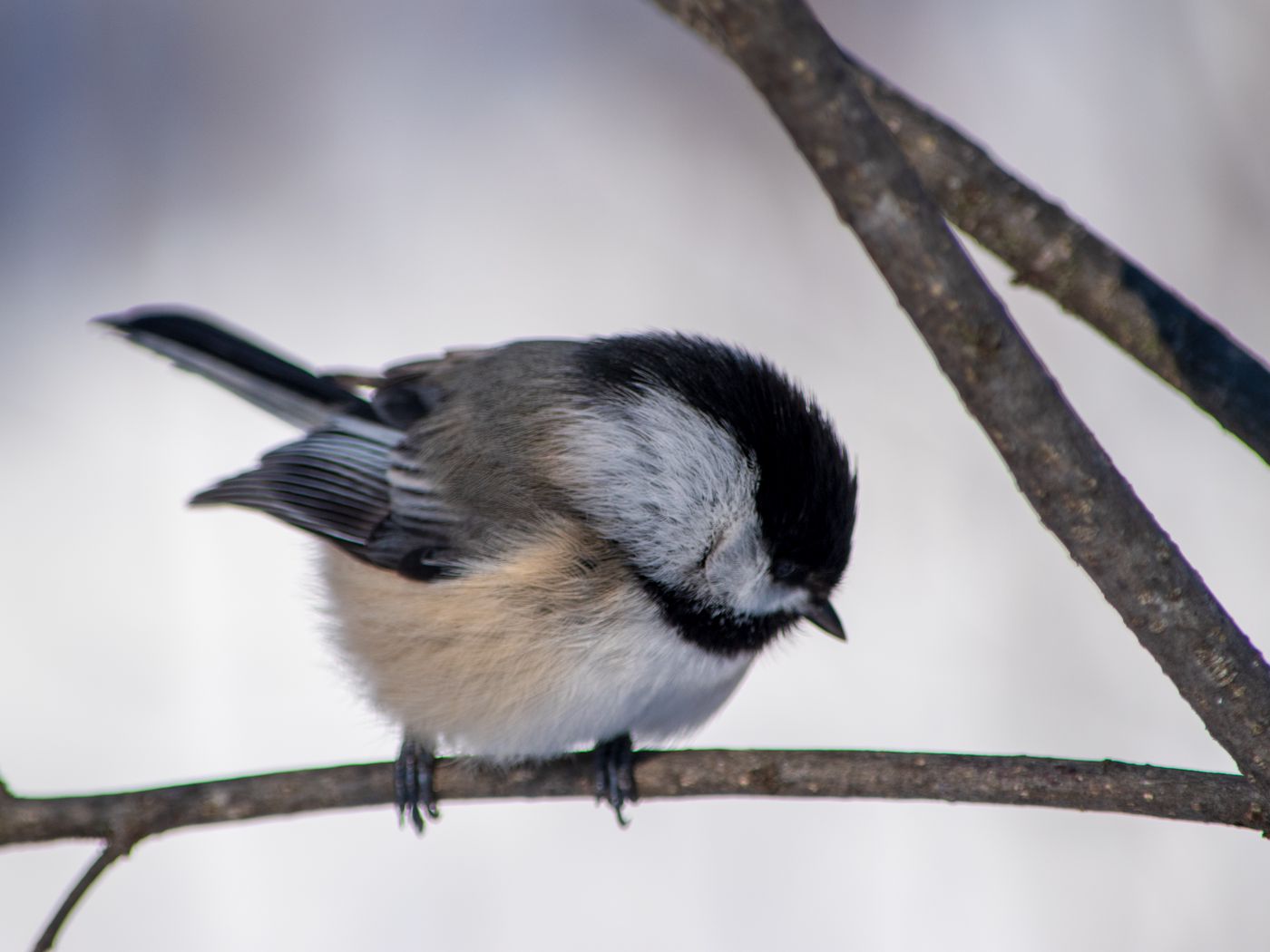 Download wallpaper 1400x1050 chickadee, branch, wildlife, blur, bird