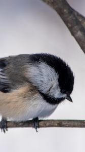 Preview wallpaper chickadee, branch, wildlife, blur, bird