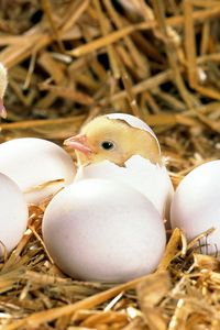 Preview wallpaper chicken, eggs, shell, hatched, hay