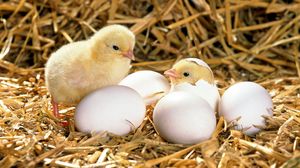 Preview wallpaper chicken, eggs, shell, hatched, hay