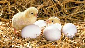 Preview wallpaper chicken, eggs, shell, hatched, hay