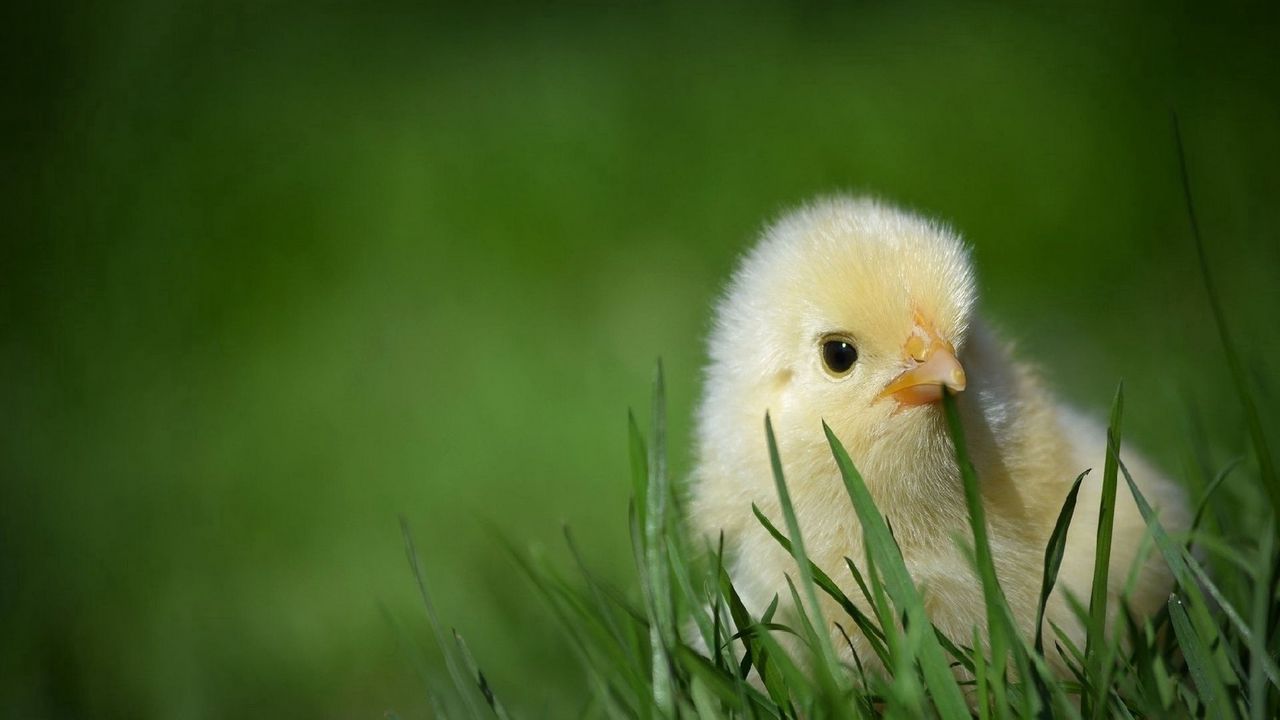 Wallpaper chicken, grass, hidden, small, defenseless