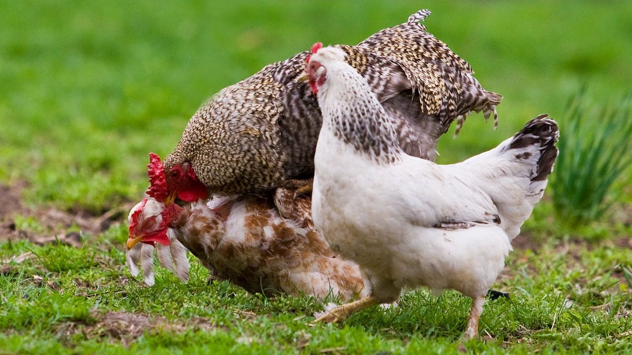 Wallpaper chicken, grass, walk