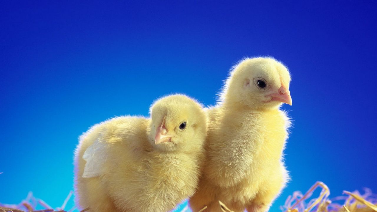 Wallpaper chickens, chicks, couple, caring