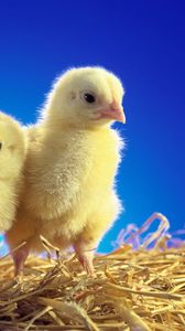 Preview wallpaper chickens, chicks, couple, caring