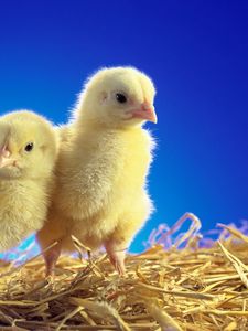 Preview wallpaper chickens, chicks, couple, caring